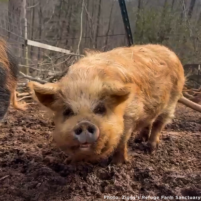 More Than 160 Pigs Rescued From Neglect Need Medical Care