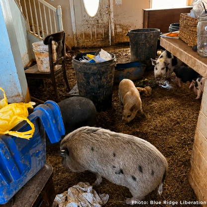 More Than 160 Pigs Rescued From Neglect Need Medical Care
