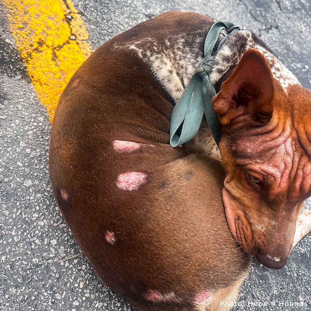 Rainbow Survived Cruelty - Now She Needs Help Healing and Learning to Trust Again