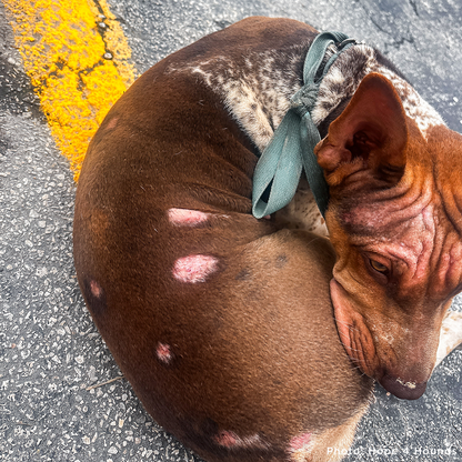 Rainbow Survived Cruelty - Now She Needs Help Healing and Learning to Trust Again