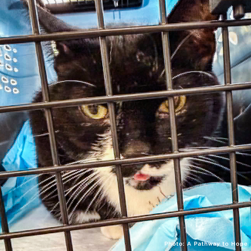 Senior Cat Roma Attacked by Four Dogs Needs Surgery to Recover