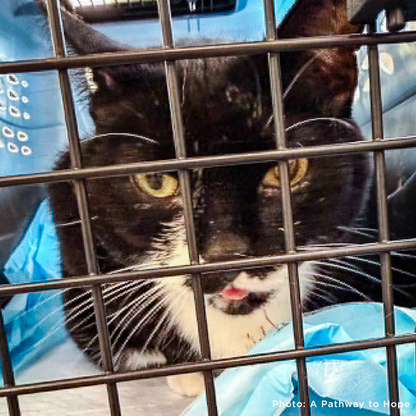 Senior Cat Roma Attacked by Four Dogs Needs Surgery to Recover