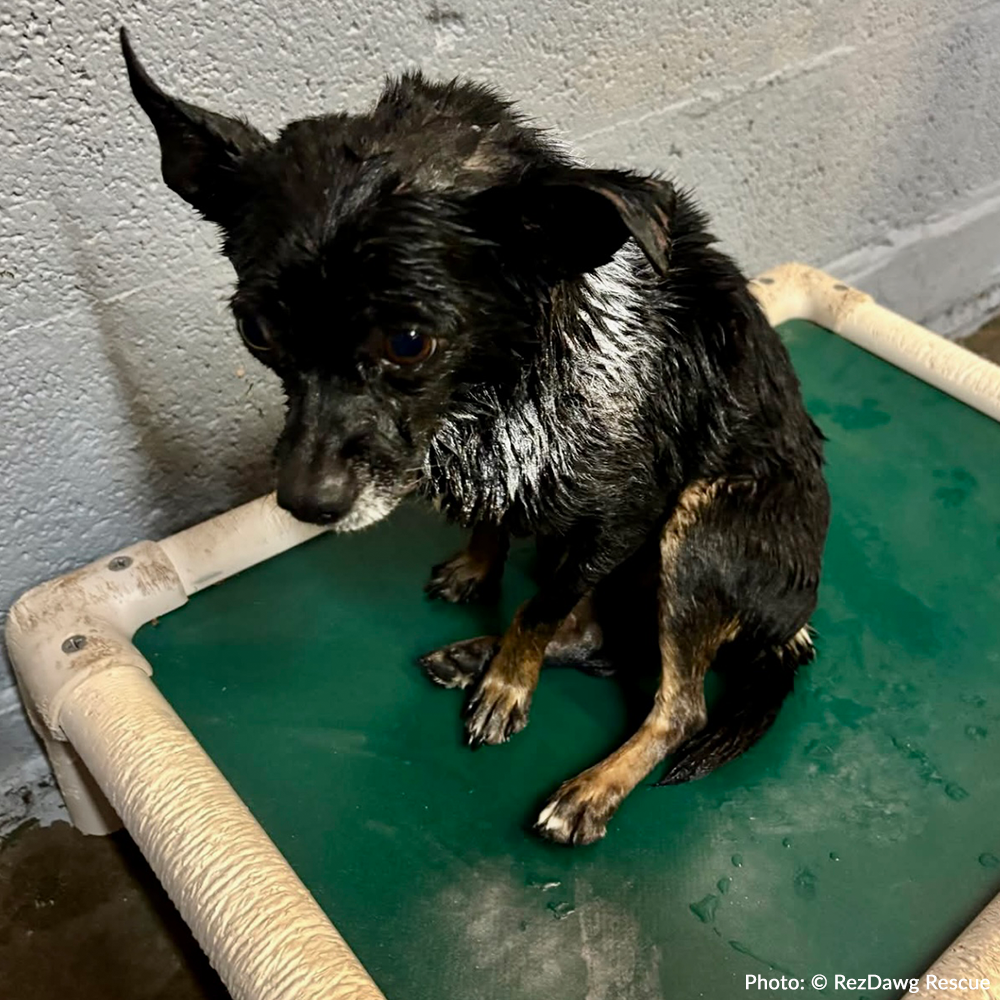 Funded: Support Rusty's Recovery After Gruesome Animal Attack