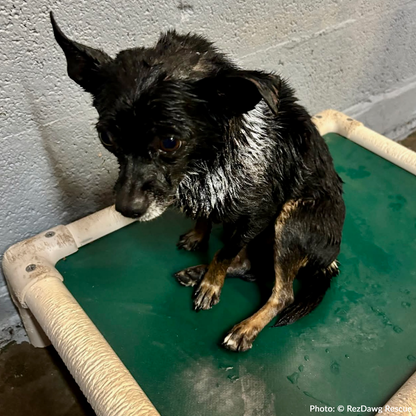 Funded: Support Rusty's Recovery After Gruesome Animal Attack