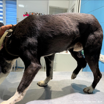 Ukraine Dog Injured by Russian Drone Needs Emergency Care