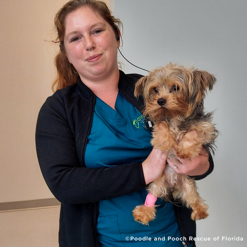 Husband Who Doesn't Want Cats Relents When a Sad, Abandoned Tom Shows