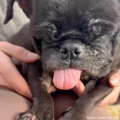 Care for Neglected Senior Pug Rescued from Horrifying Breeding Farm