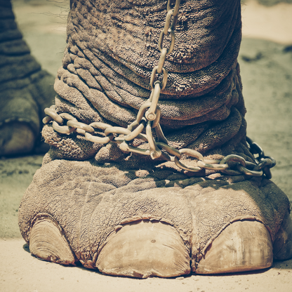 Protect the Last of the Asian Elephants