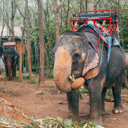 Protect the Last of the Asian Elephants