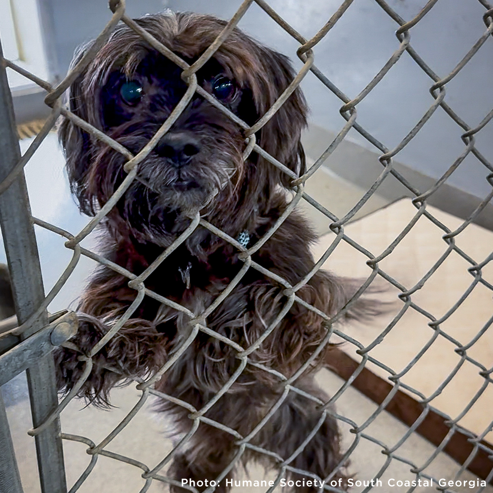 Emergency Flight: Fly At-Risk Shelter Pets to Safety Amidst Wildfires