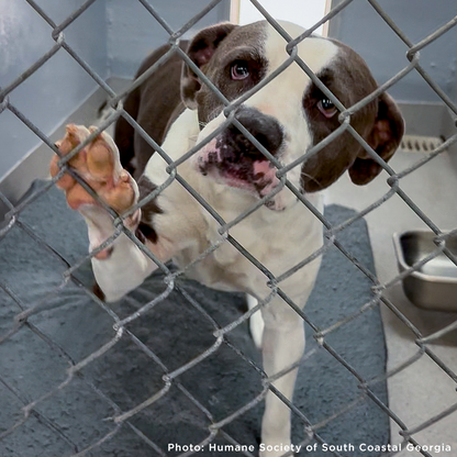 Emergency Flight: Fly At-Risk Shelter Pets to Safety Amidst Wildfires