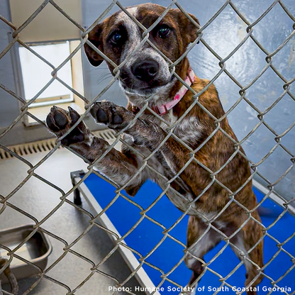 Emergency Flight: Fly At-Risk Shelter Pets to Safety Amidst Wildfires