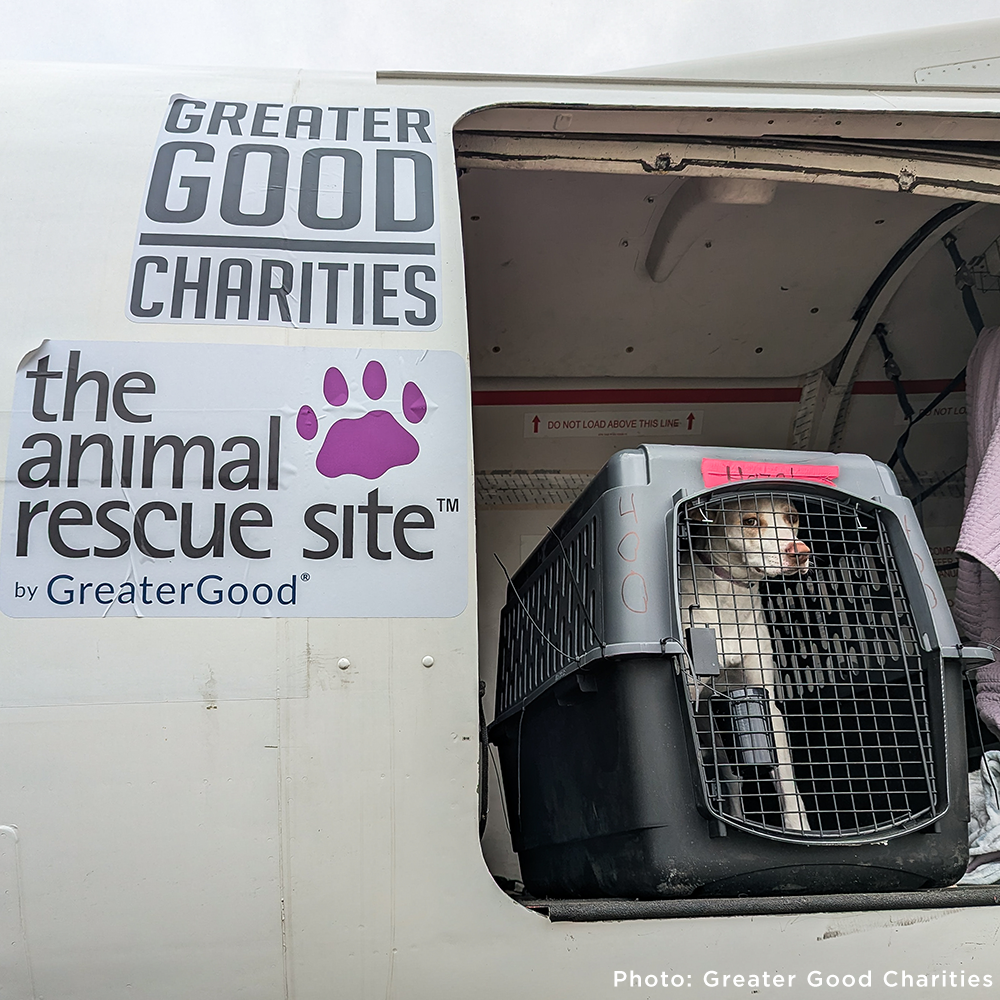 Emergency Flight: Fly At-Risk Shelter Pets to Safety Amidst Wildfires