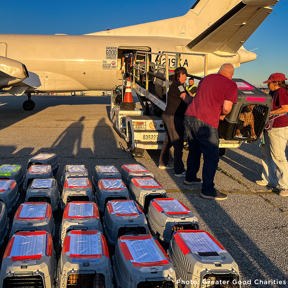 Emergency Flight: Fly At-Risk Shelter Pets to Safety Amidst Wildfires
