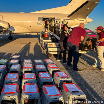 Emergency Flight: Fly At-Risk Shelter Pets to Safety Amidst Wildfires
