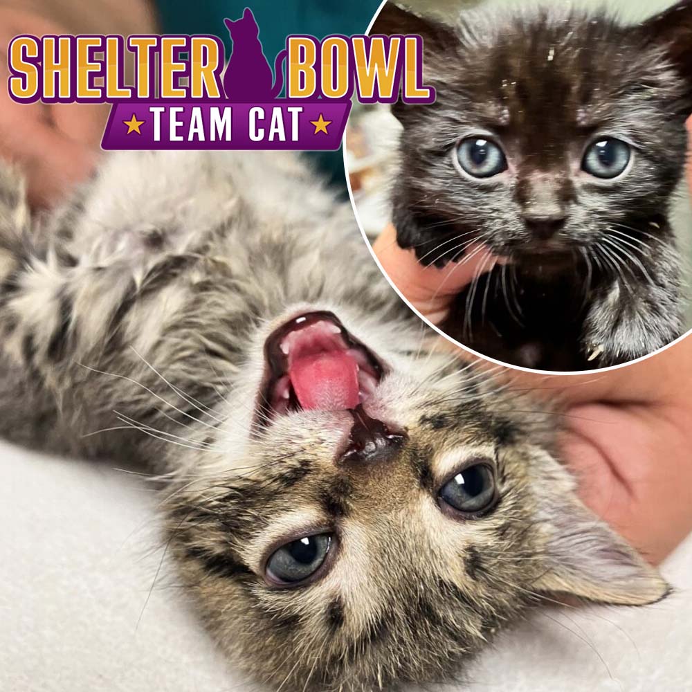 Shelter Bowl 2026: Feed Hungry Shelter Pets