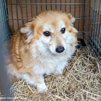 Crisis in Ukraine: Evacuate Pets Out of a War-Zone