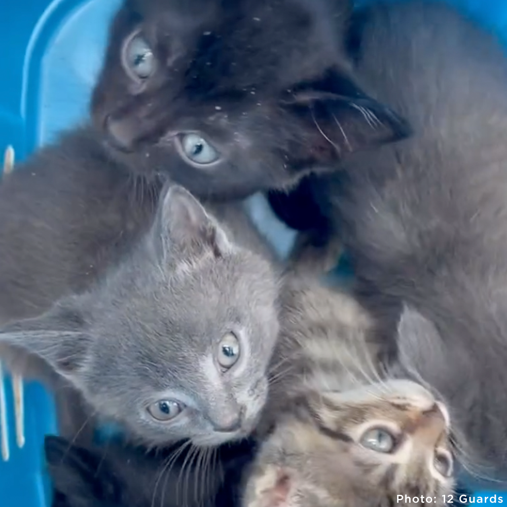 Crisis in Ukraine: Help Evacuate Pets From the Frontlines
