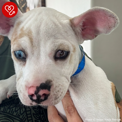Funded: Shelter Puppy with Ruptured Eye Needs Your Support to Heal
