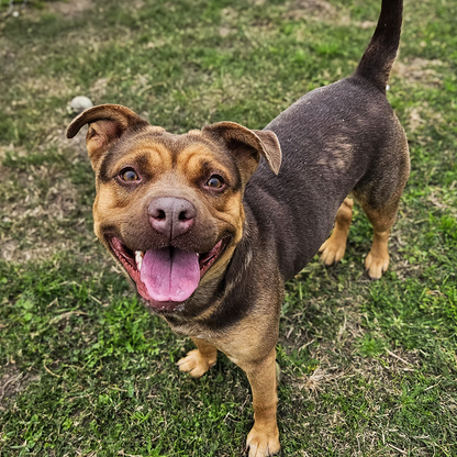 Freedom Takes Flight: Flight To Freedom T-Shirt