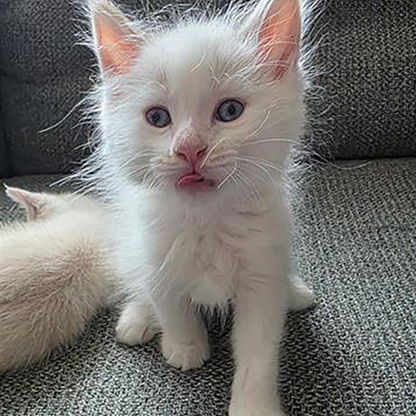 My Rescue Era: Flight To Freedom T-Shirt