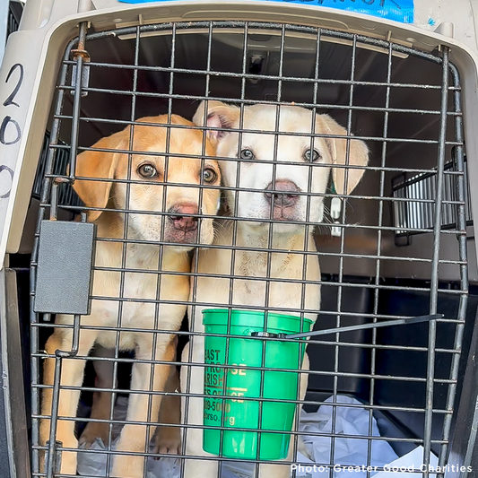 Help Fly Pets to Freedom