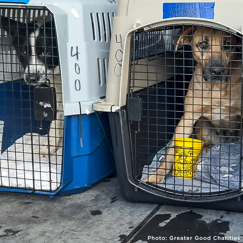 Help Fly Pets to Freedom