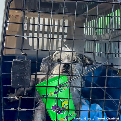 Help Fly Pets to Freedom