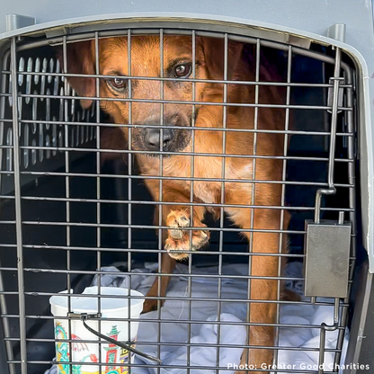 Help Fly Pets to Freedom