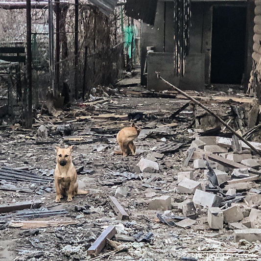 Ukraine Pets Face Starvation After Drone Strike Destroys Pet Food Warehouse