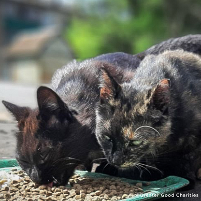 Ukraine Crisis: Feed Pets in Need