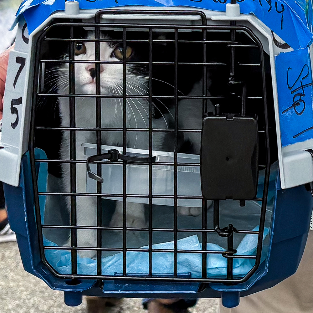 Help Fly Pets to Freedom The Animal Rescue Site