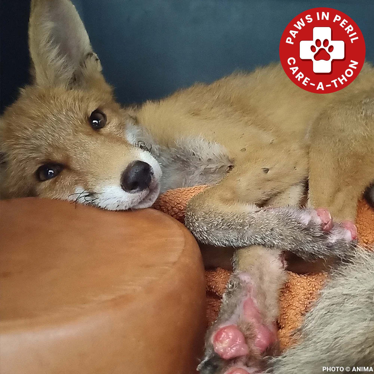 Funded: Young Fox with Burned Paws and Broken Leg Needs Urgent Care After Fleeing Wildfire