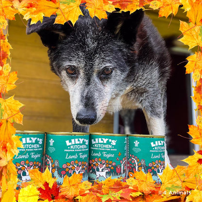 Thanksgiving Pet Food Drive | Help Feed 1 Million Shelter Pets