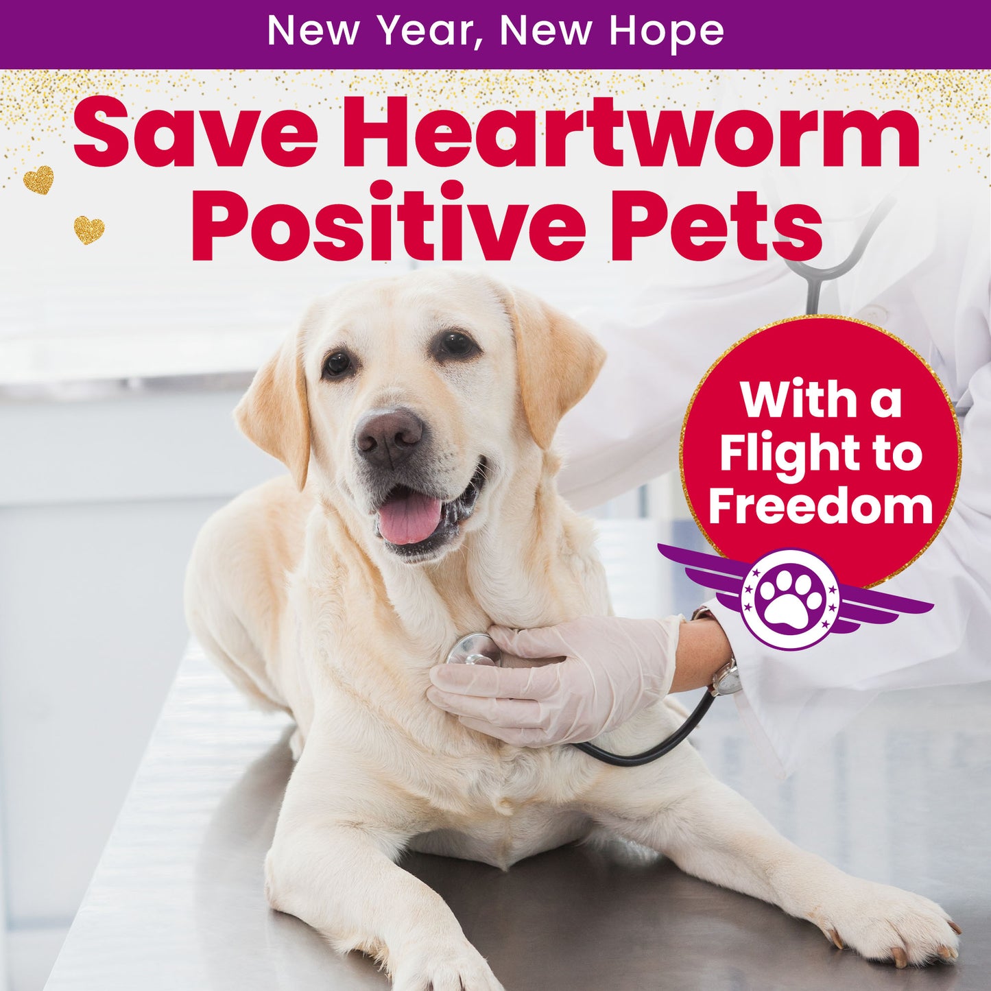 Help Fly Pets to Freedom
