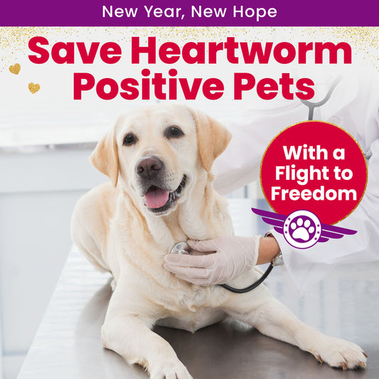 Help Fly Pets to Freedom