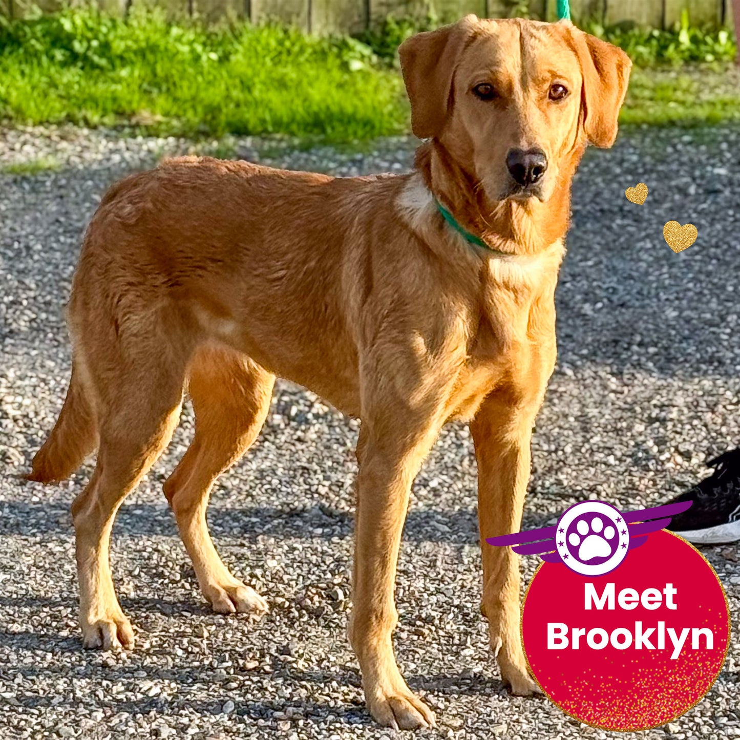 Help Fly Pets to Freedom