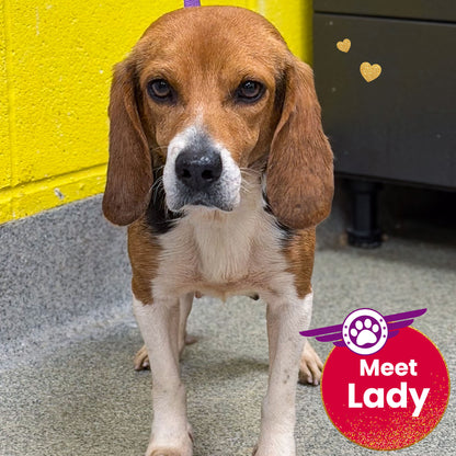 Help Fly Pets to Freedom