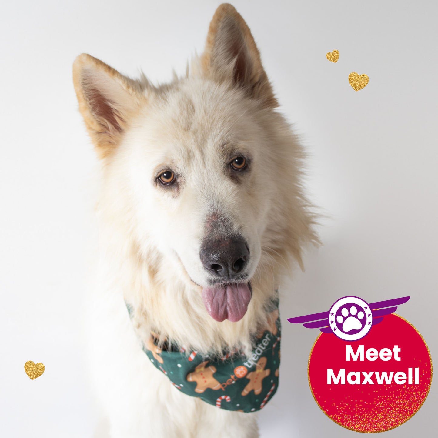 Help Fly Pets to Freedom