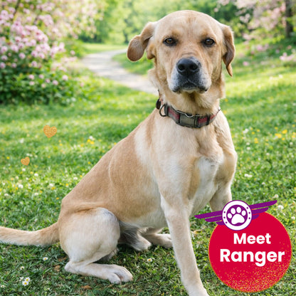 Help Fly Pets to Freedom