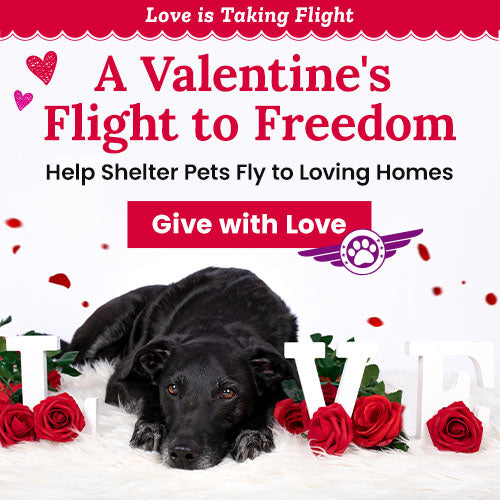 A Valentine’s Flight to Freedom donation by The Animal Rescue Site and GreaterGood, featuring a black dog with red roses, inviting supporters to help shelter pets reach loving homes.