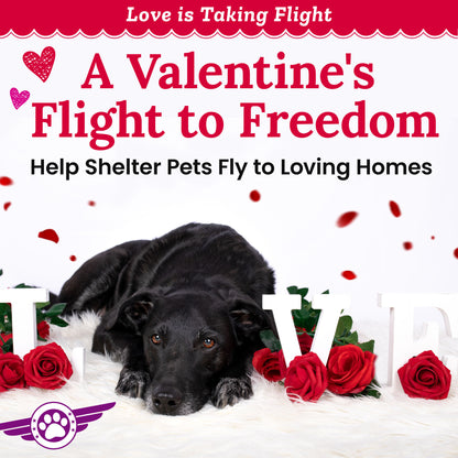 Help Fly Pets to Freedom