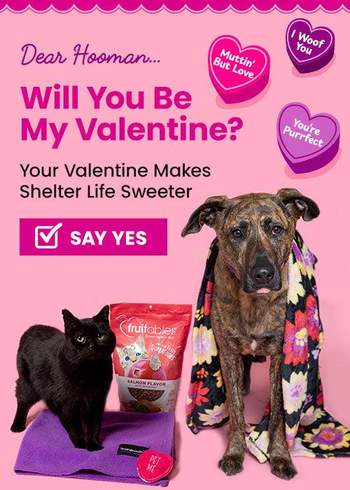 Will You Be My Valentine donation from The Animal Rescue Site and GreaterGood, featuring shelter dog in floral blanket, black cat on purple bed, and salmon pet treats supporting rescued pets.