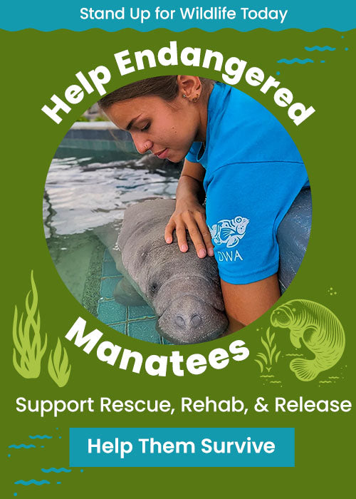 Help Endangered Manatees donation from The Animal Rescue Site and GreaterGood, supporting rescue, rehabilitation, and release efforts to protect vulnerable manatees and help them survive.