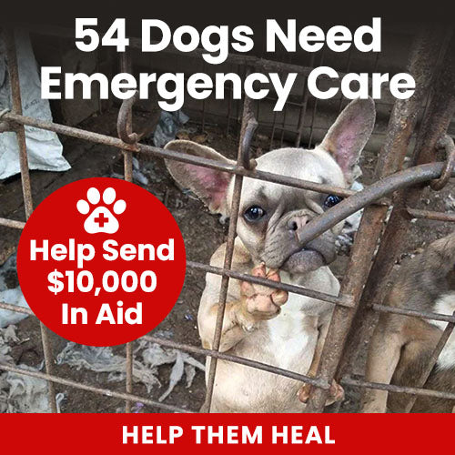54 Dogs Need Emergency Care donation by The Animal Rescue Site and GreaterGood, raising urgent aid to provide medical treatment, rescue support, and recovery for dozens of dogs in critical condition.