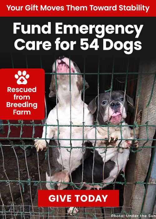 54 Dogs Need Emergency Care donation by The Animal Rescue Site and GreaterGood, raising urgent aid to provide medical treatment, rescue support, and recovery for dozens of dogs in critical condition.