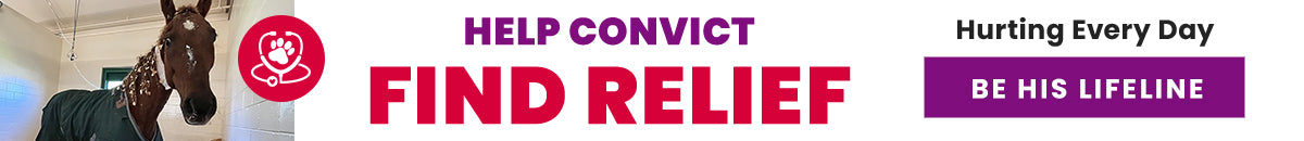 Help Convict Find Relief donation, The Animal Rescue Site and GreaterGood; injured horse needing veterinary treatment, pain relief, and ongoing recovery support to improve his health and quality of life.