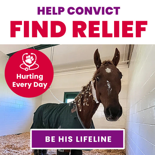 Help Convict Find Relief donation, The Animal Rescue Site and GreaterGood; injured horse needing veterinary treatment, pain relief, and ongoing recovery support to improve his health and quality of life.