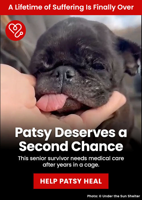 Patsy Deserves a Second Chance donation from The Animal Rescue Site and GreaterGood, raising support for veterinary care and recovery for Patsy, a rescued dog needing urgent treatment and healing.