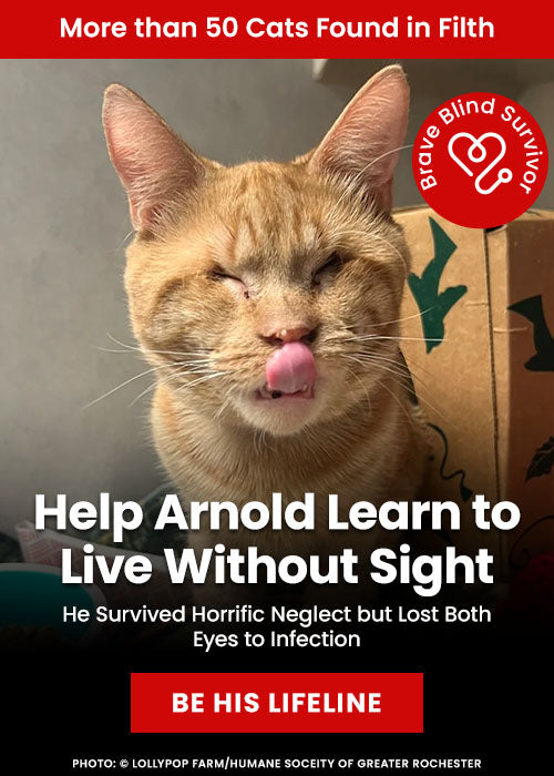 Help Arnold Learn to Live Without Sight donation by The Animal Rescue Site and GreaterGood, supporting care and rehabilitation for Arnold, a brave blind rescue cat learning to navigate life safely.